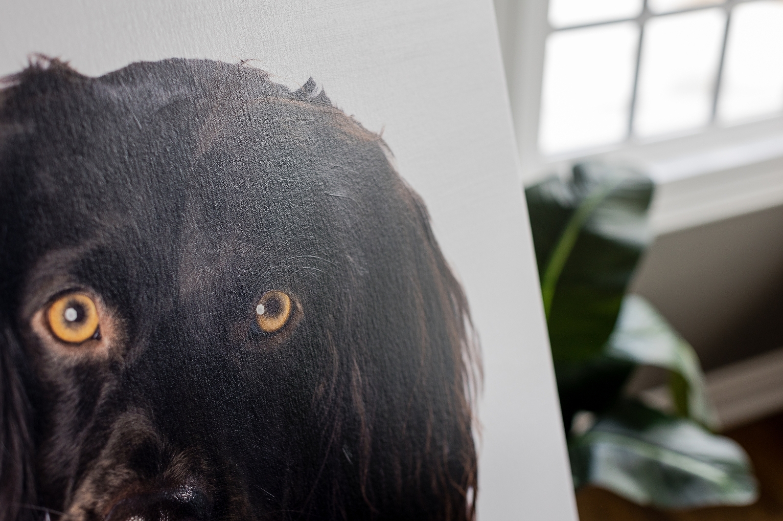 Close-up of a black dog's face depicted in a canvas print, placed indoors beside a window with a plant partially visible in the background.