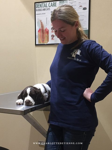 Puppy at Main Street Vets Madison Georgia