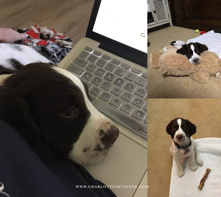 puppy with laptop office assistant