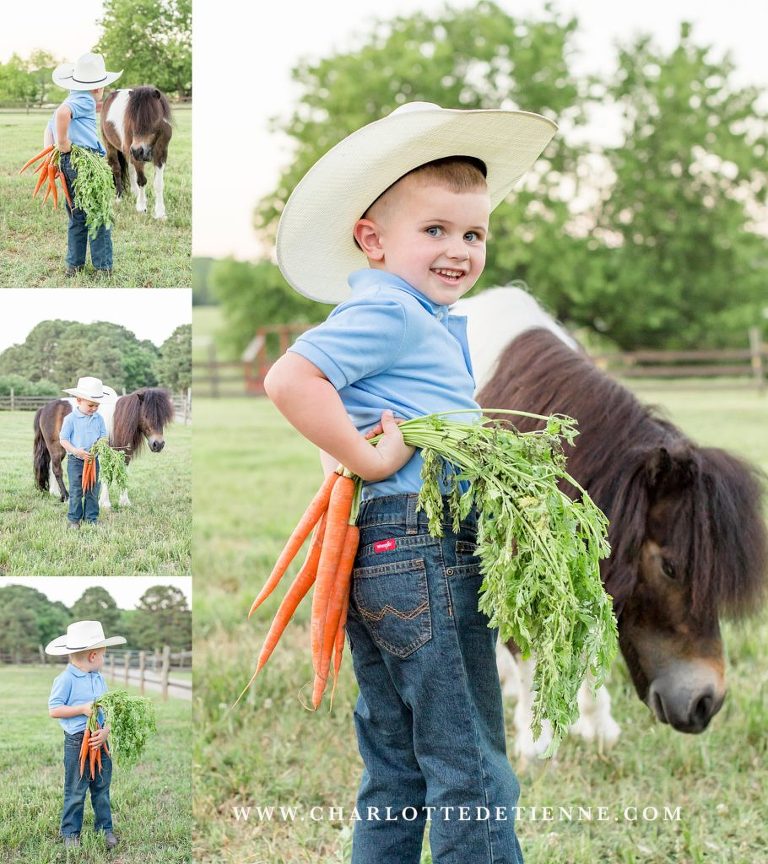 Little cowboy with mini paint horse feeding carrots

