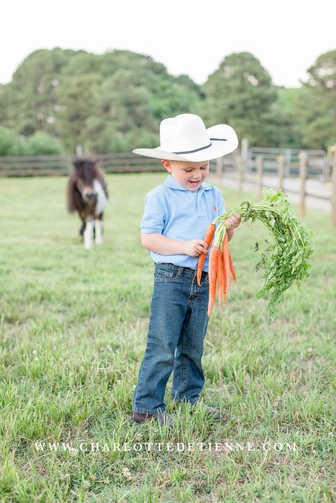 little boy counts carrots as mini horse approaches
