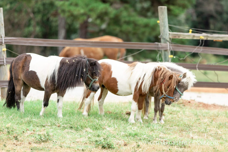 three mini horses playing