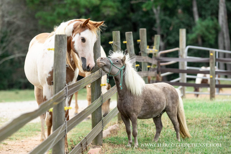 mini horse meets paint horse