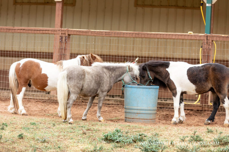 three mini horses drinking