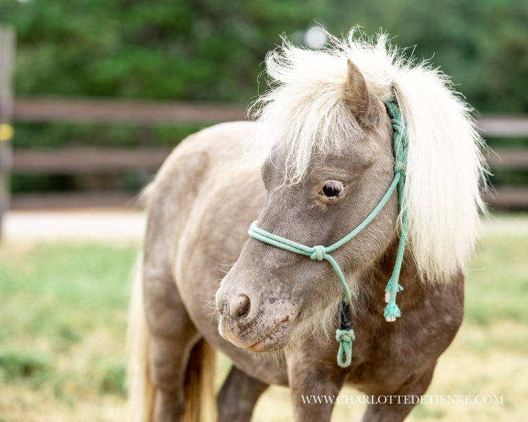 mini grey appaloosa horse