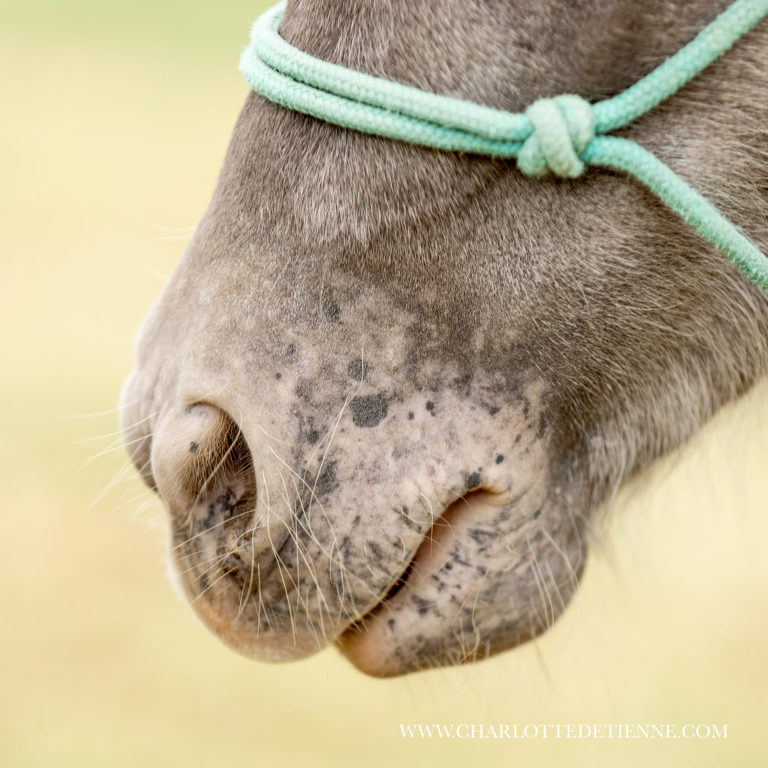 mini grey appaloosa horse nose