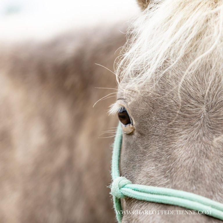 mini grey appaloosa horse eye