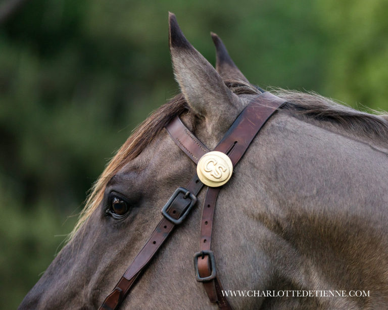 horse headshot with civil war tack