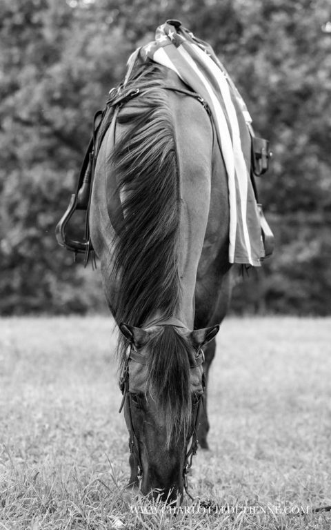 black and white photo os horse with US flag over saddle