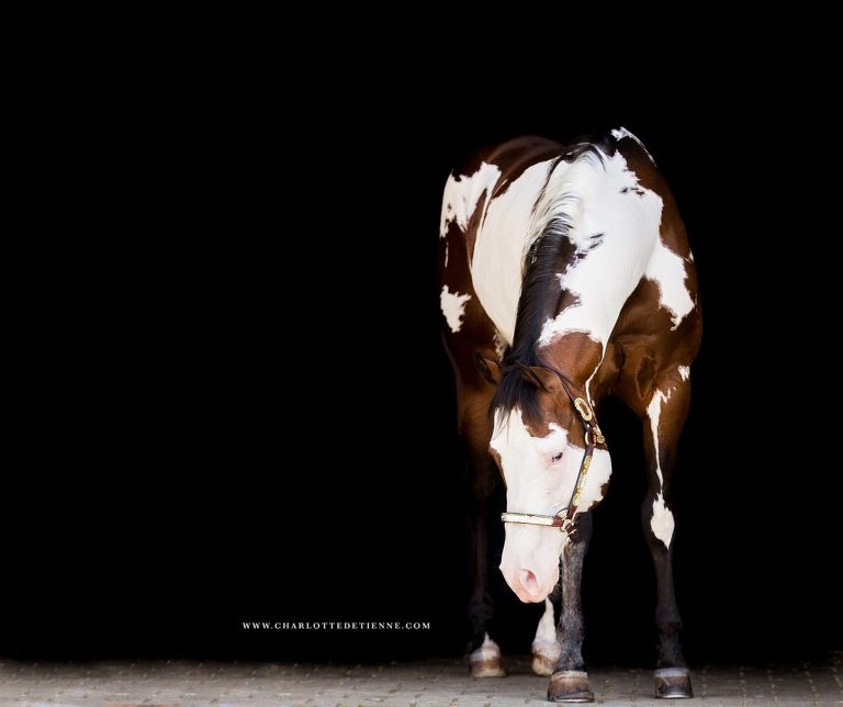 sweet natured bay APHA son of AQHA congress champion "Leaguers Last"
