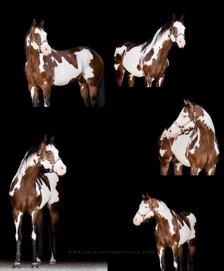 Flashy bay paint APHA stallion standing at stud in madison georgia