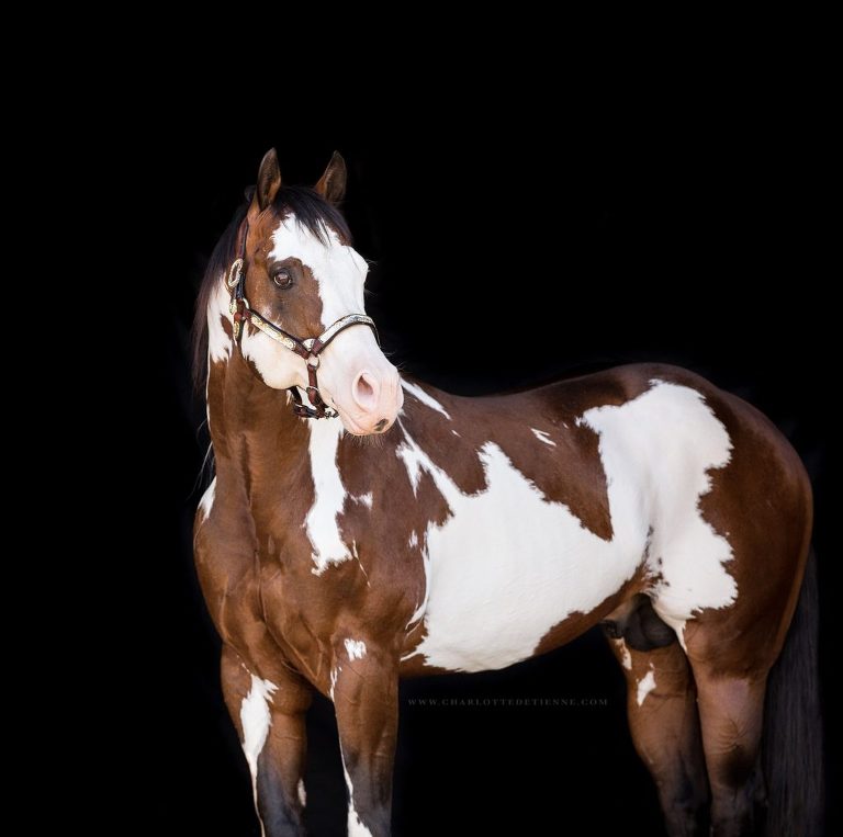 paint horse stallions at stud