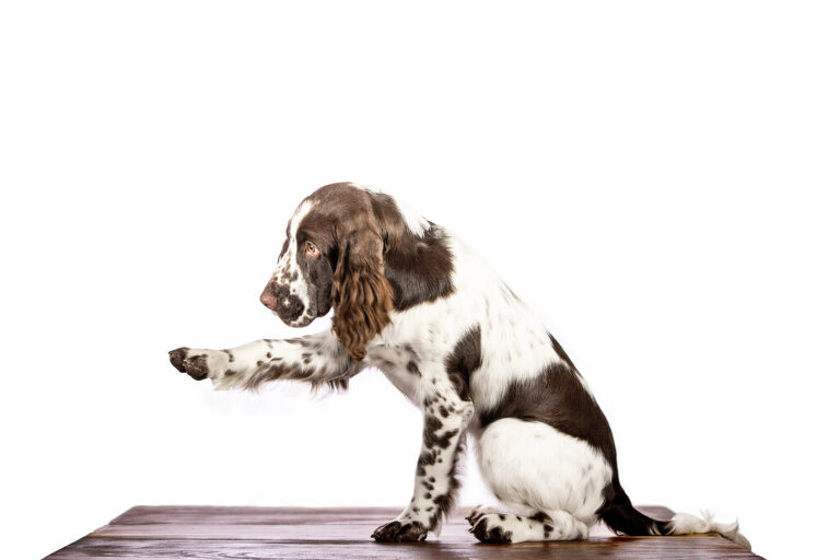 white-background-dog-photo