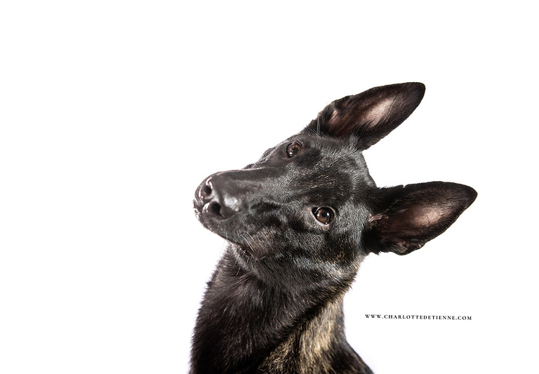 dog-head-tilt-photo