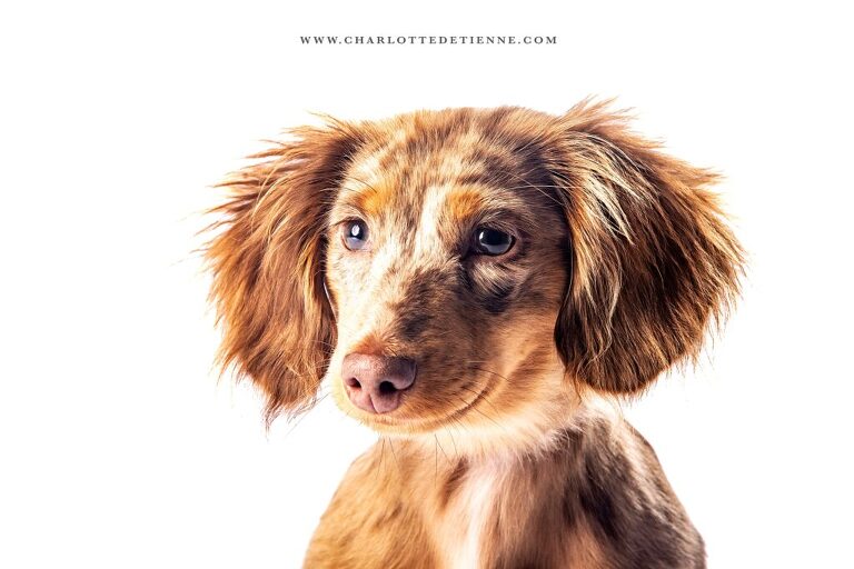 expressive headshot of a longhair chocolate dapple miniature dachshund in a studio portrait against a white background, capturing its personality and lovable nature.