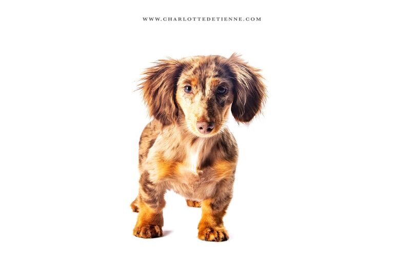 Elegant studio portrait of a longhair chocolate dapple miniature dachshund standing ready to play on a white background.
