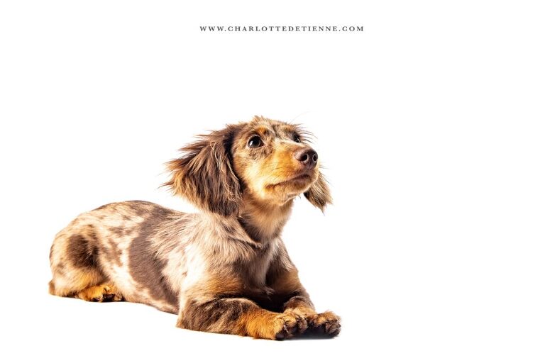 
Photograph of a longhair chocolate dapple miniature dachshund lying down on a white background, looking up with an adorable expression.