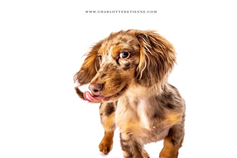 Playful close-up shot of a longhair chocolate dapple miniature dachshund licking its nose in a studio portrait against a white backdrop.