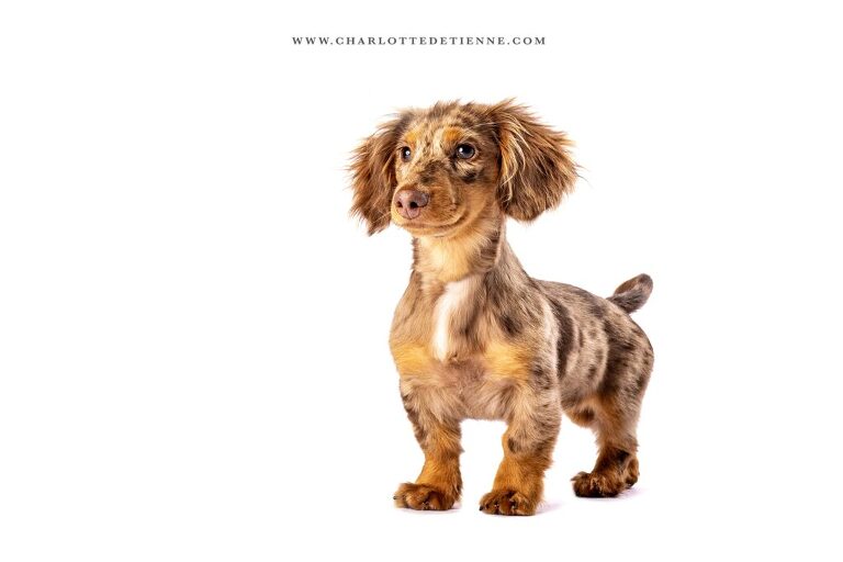 Studio portrait of a longhair chocolate dapple miniature dachshund standing on a white background.