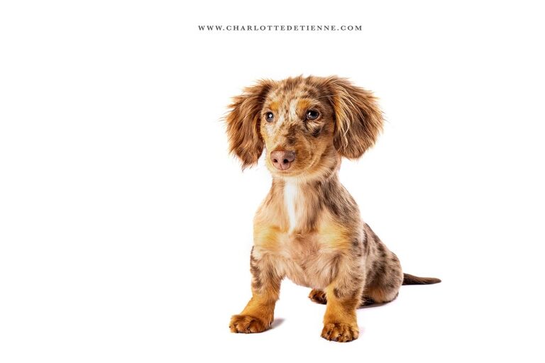 Adorable longhair chocolate dapple miniature dachshund captured in a sitting pose on a white studio backdrop.