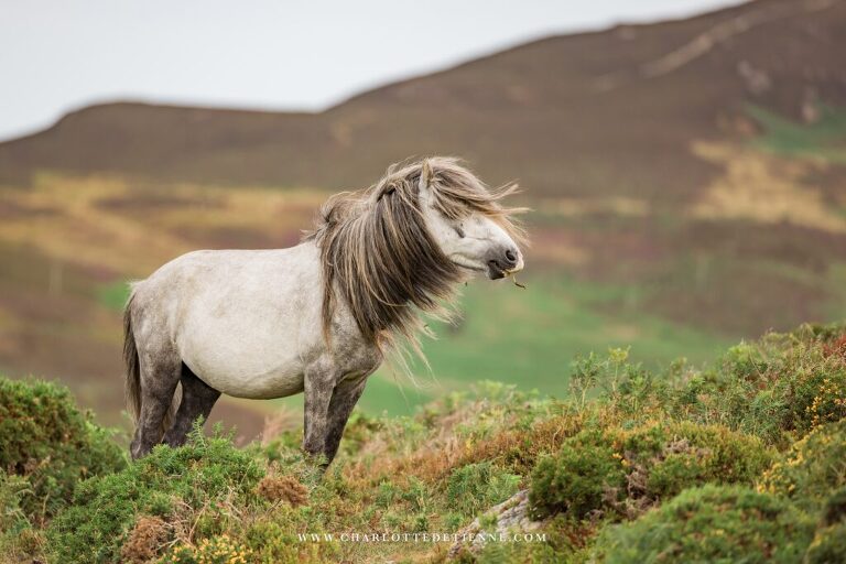 A horse with long hair standing in a grassy field.