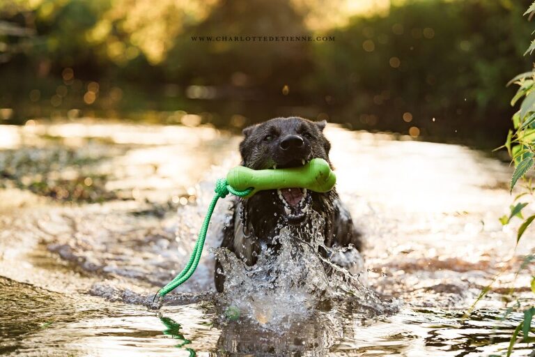 A black dog in the water with a green toy in its mouth.