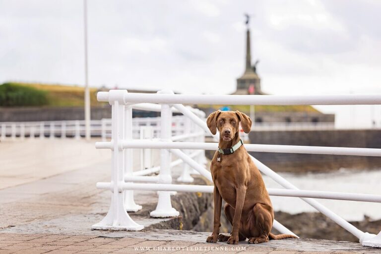 A brown dog sitting on a railing near a monument.