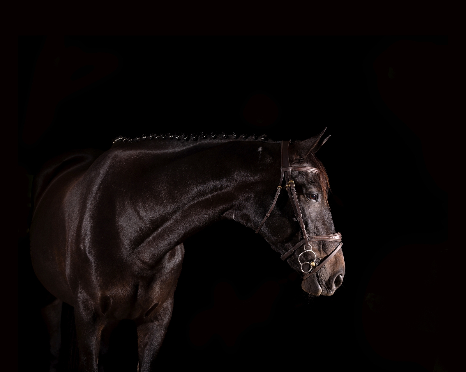 A dark horse with a braided mane wearing a bridle, isolated against a black background.