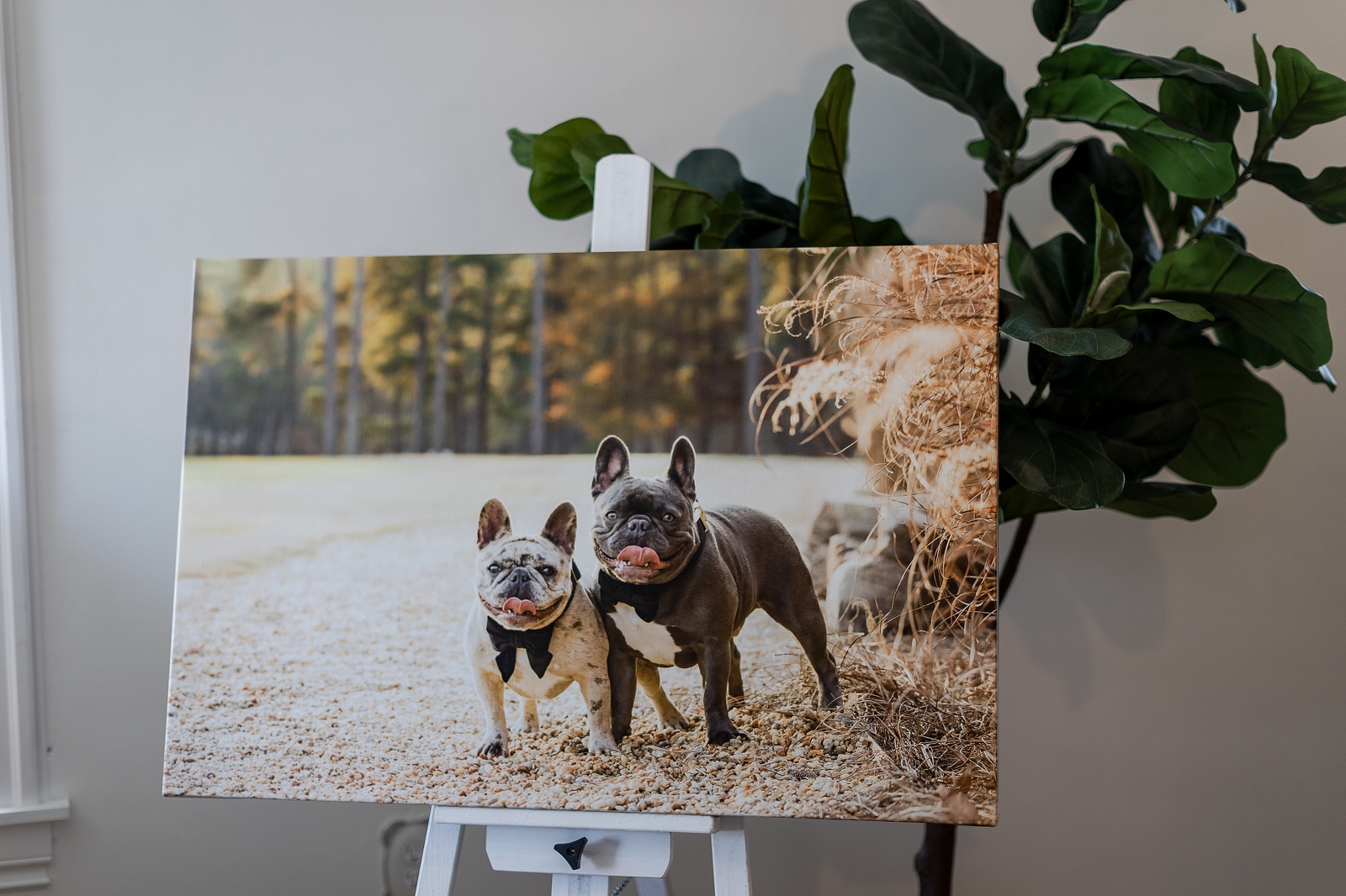 Canvas print of two french bulldogs standing outdoors in autumn.