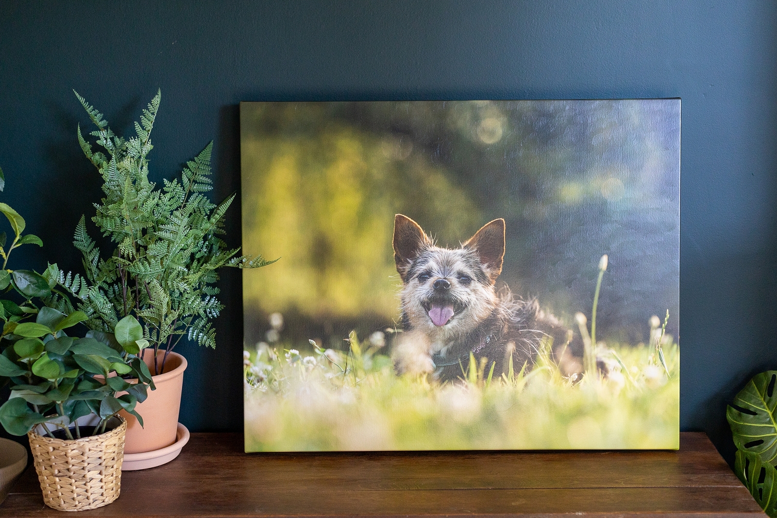 A canvas print of a dog displayed on a shelf, flanked by potted indoor plants.