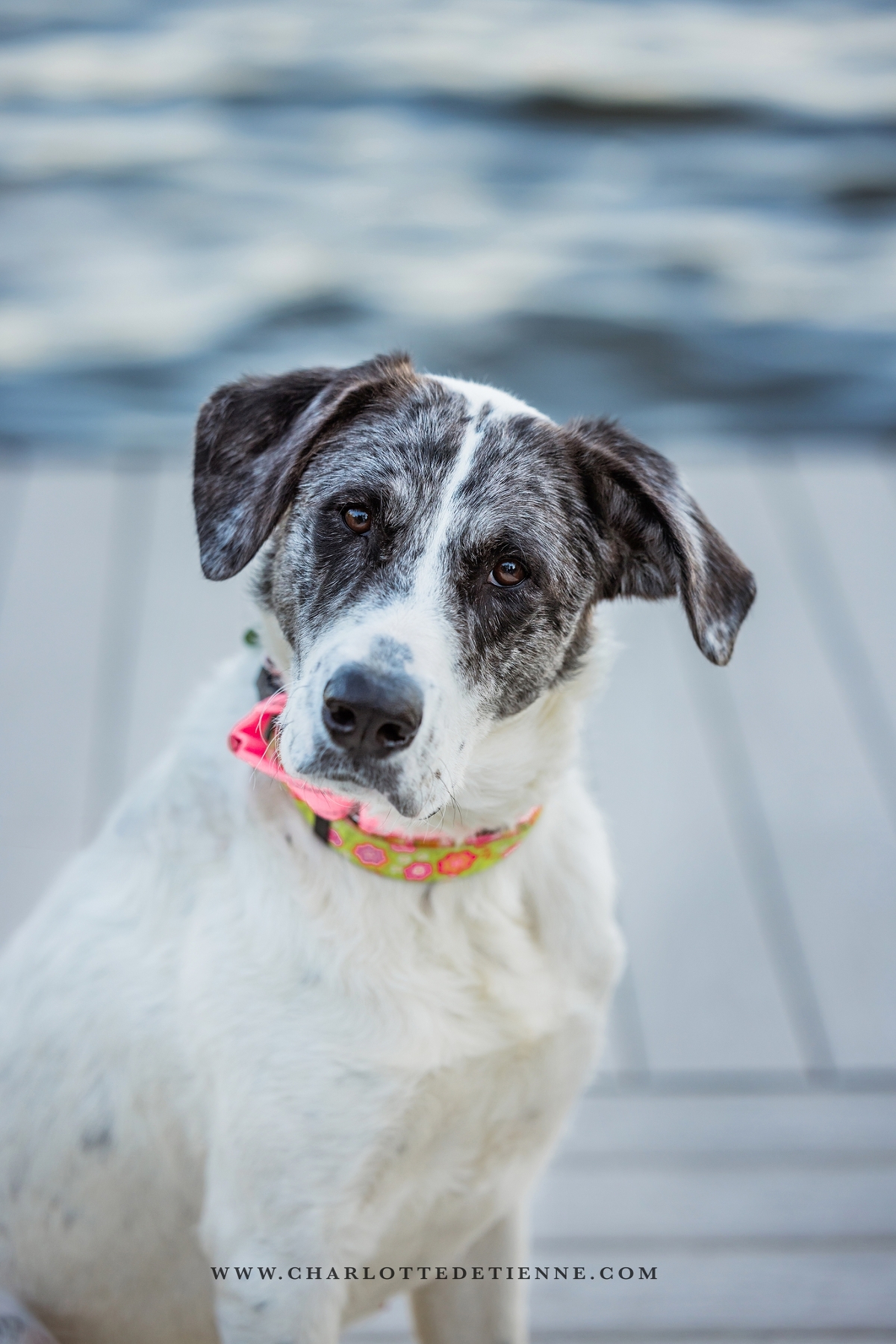 Close-up of a gray and white dog with a floral collar sitting on a wooden deck, looking up at the camera.
