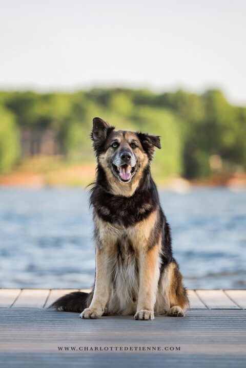 A German Shepherd mix dog sits on a wooden dock in front of a lake, looking towards the camera with an open mouth and perked ears. Trees and a blurred background are visible behind the lake.